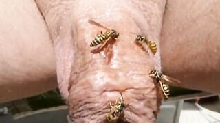 Wasps on the cock