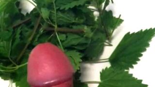 Stinging nettle bath