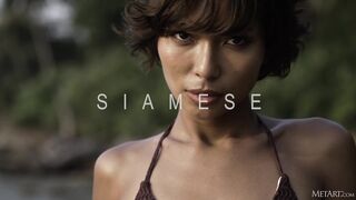 Siamês - Rosah