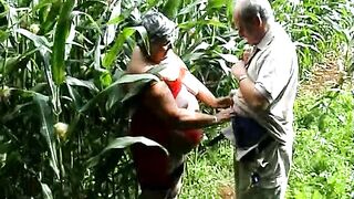 Alcaparras en el campo de maíz, parte 2
