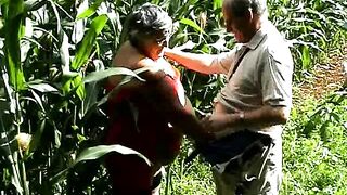 Alcaparras en el campo de maíz, parte 2