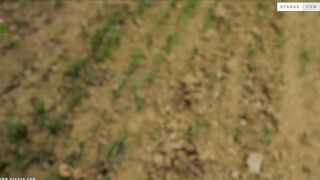 Ollie Barn e Nick Fox