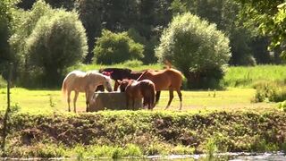 Il telefono di Jerry