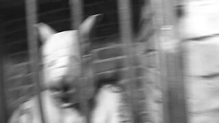 Les écuries de jouets