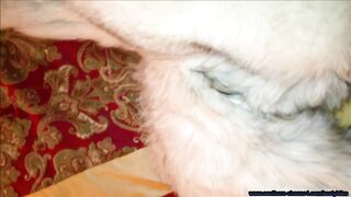 Vollbusige Glückseligkeit im Pelz lutscht und spritzt an den Brüsten Pt1