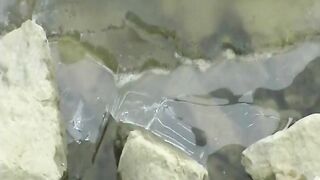 Pennsylvania Park Publc Blow Job