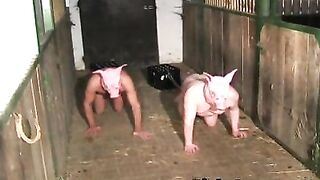 Uomini mascherati da maiale