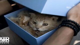 Dirty Rascals Episode 1: Ärger im Chateau - NakedSword Originals